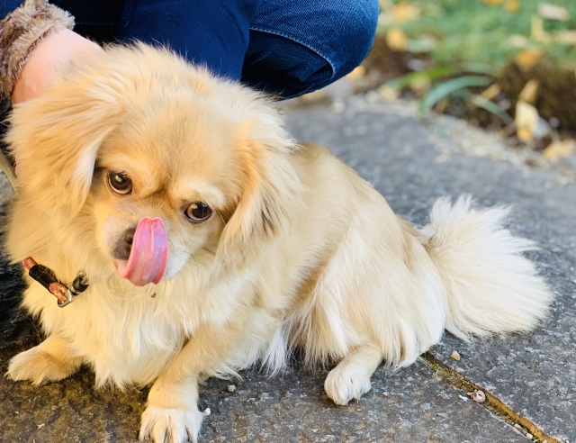 チベタンスパニエル