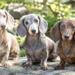 hree-dachshunds-showing-rare-coat-colors-in-a-garden