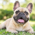 fawn-french-bulldog-relaxing-on-grass