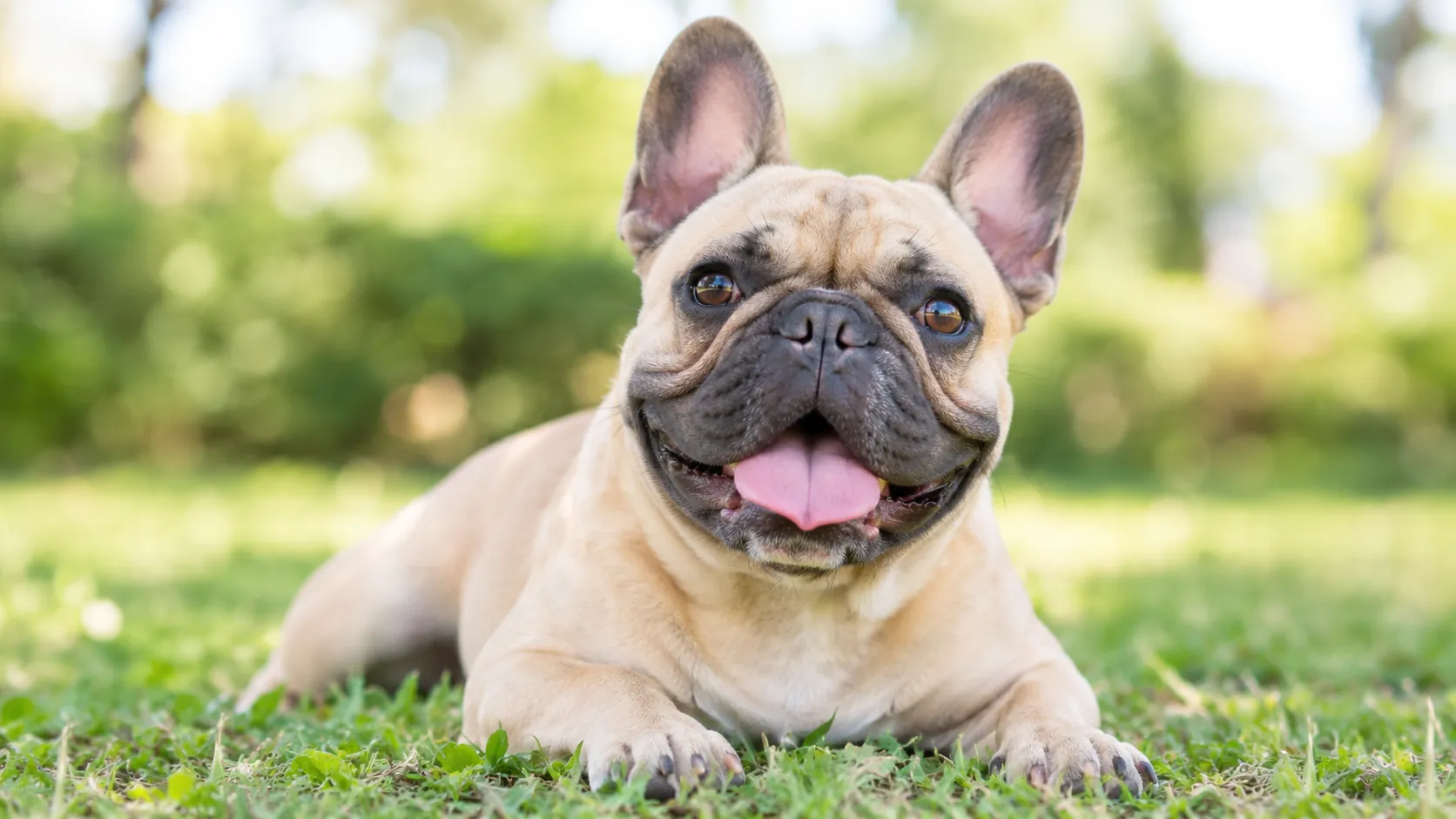 fawn-french-bulldog-relaxing-on-grass