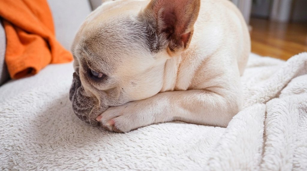french_bulldog_resting_its_head_on_a_soft_blanket